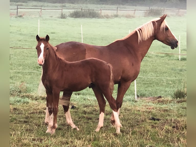 Duitse rijpony Hengst veulen (05/2024) Vos in Münster-Handorf