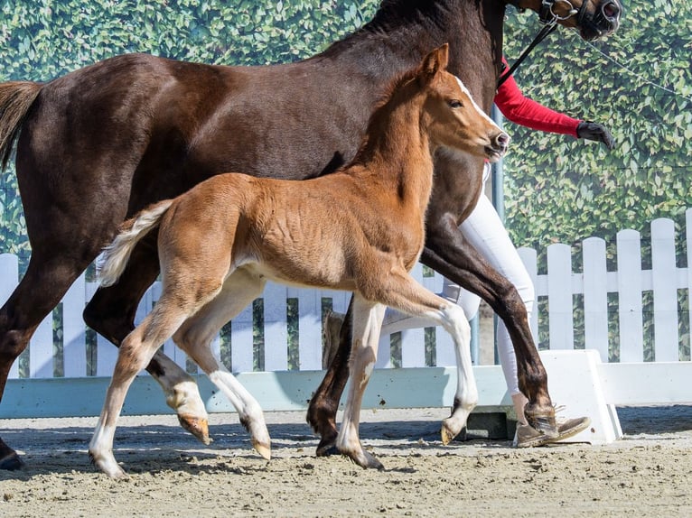 Duitse rijpony Hengst Veulen (03/2026) Vos in Münster-Handorf