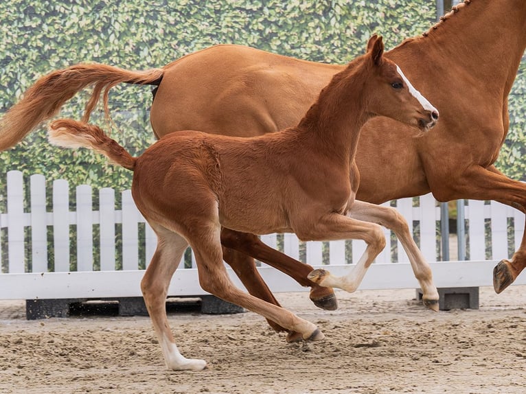 Duitse rijpony Hengst Veulen (02/2026) Vos in Münster-Handorf