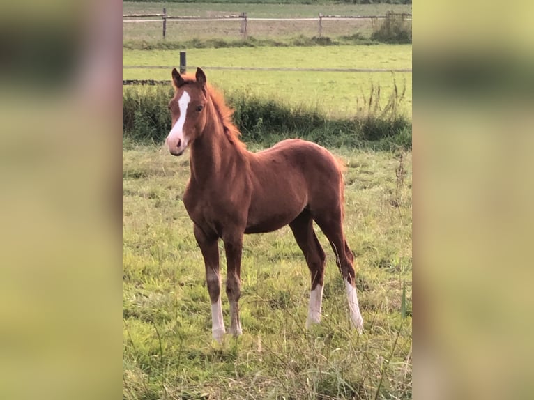 Duitse rijpony Hengst veulen (05/2024) Vos in Münster-Handorf