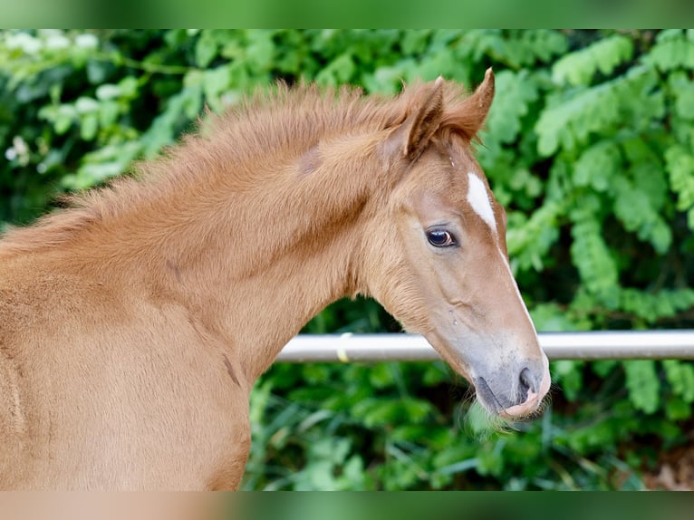Duitse rijpony Hengst Veulen (04/2026) Vos in Sgel