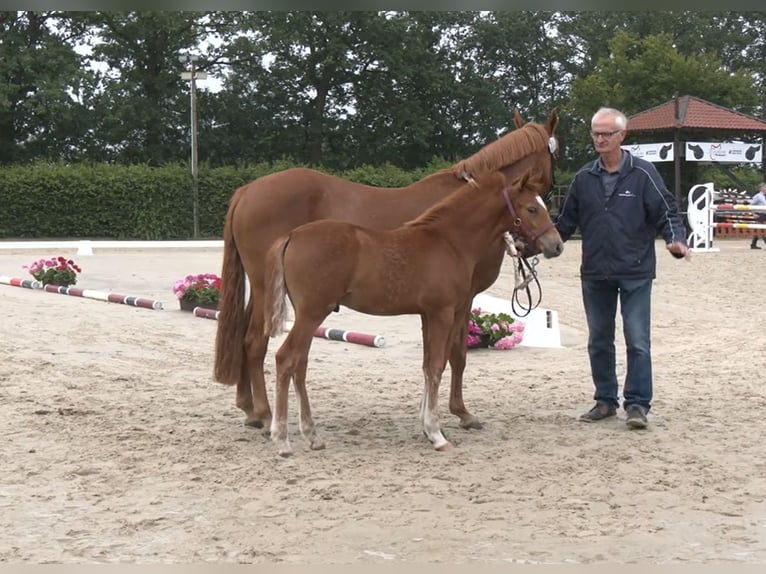 Duitse rijpony Hengst Veulen (04/2026) Vos in Ascheberg
