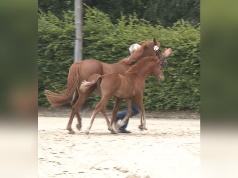 Duitse rijpony Hengst Veulen (04/2026) Vos in Ascheberg