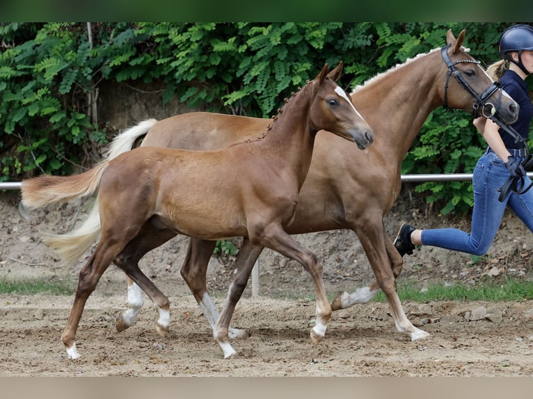 Duitse rijpony Hengst Veulen (03/2026) Vos in Esens