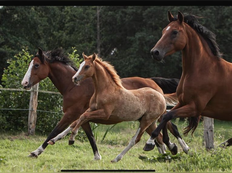 Duitse rijpony Hengst Veulen (01/2025) Vos in Flintbek