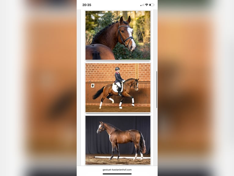 Duitse rijpony Hengst Veulen (01/2025) Vos in Flintbek