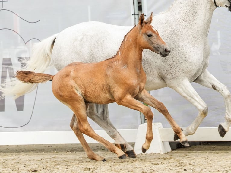 Duitse rijpony Hengst veulen (06/2024) Vos in Münster-Handorf