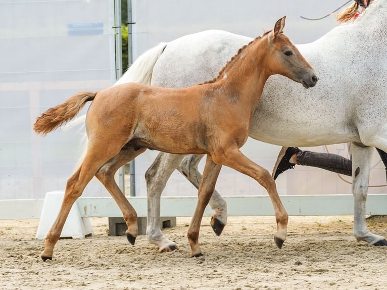 Duitse rijpony Hengst veulen (06/2024) Vos in Münster-Handorf