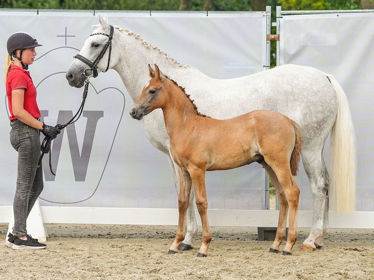 Duitse rijpony Hengst veulen (06/2024) Vos in Münster-Handorf