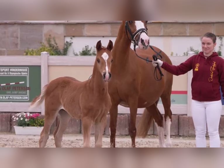 Duitse rijpony Hengst veulen (04/2024) Vos in Villingen-Schwenningen