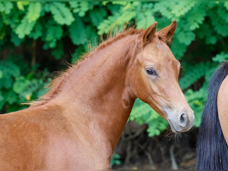 Duitse rijpony Hengst veulen (06/2024) Vos in Tornesch