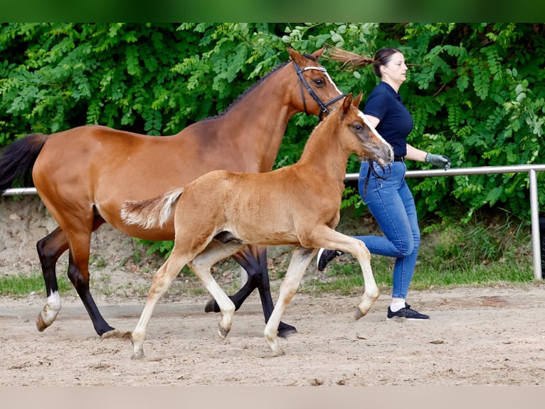 Duitse rijpony Hengst Veulen (04/2026) Vos in Varel