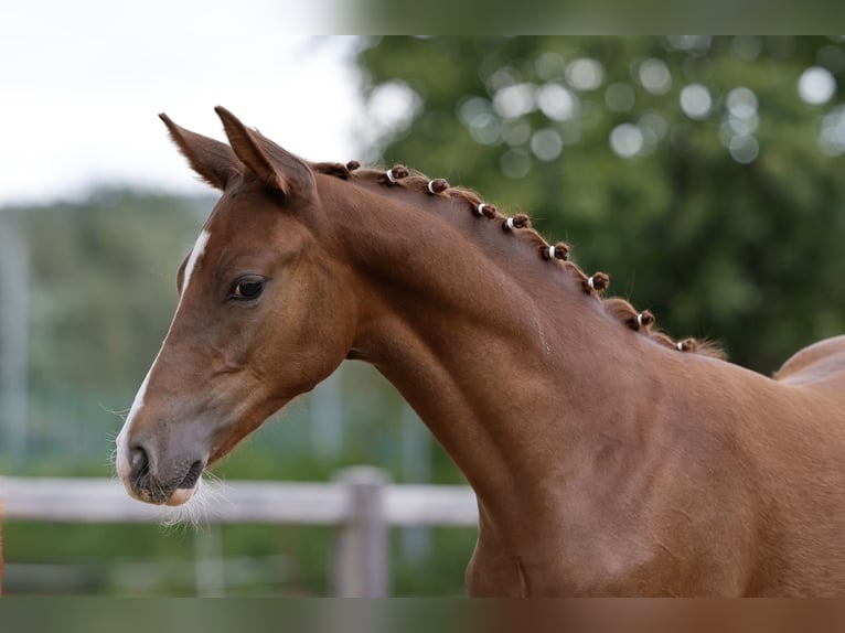 Duitse rijpony Hengst Veulen (01/2026) Vos in Varel