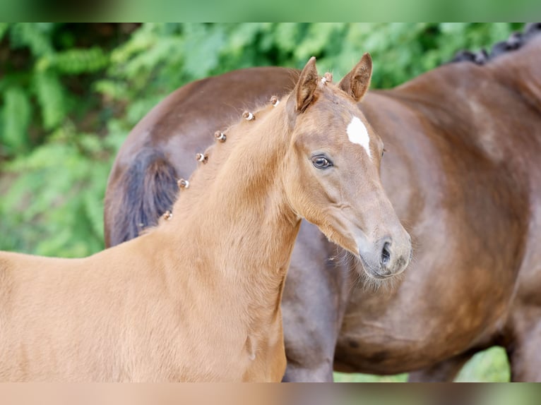 Duitse rijpony Hengst Veulen (04/2026) Vos in Vechta