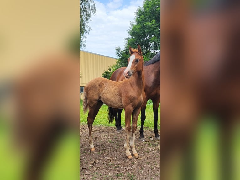 Duitse rijpony Hengst  Vos in Ilmenau