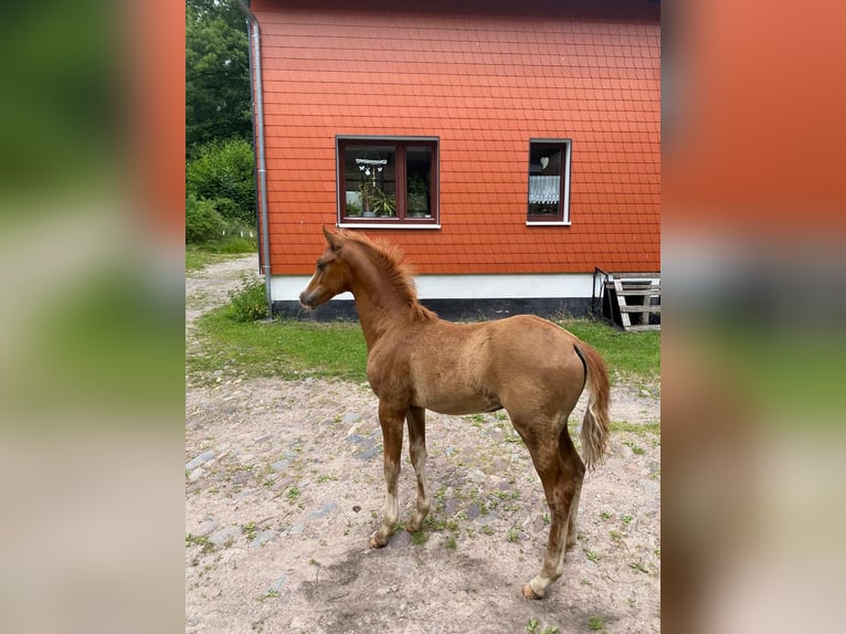 Duitse rijpony Hengst  Vos in Ilmenau