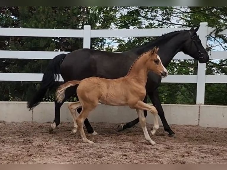 Duitse rijpony Hengst  Vos in Ilmenau