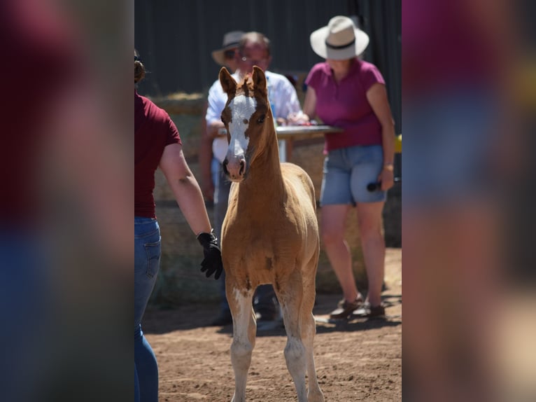 Duitse rijpony Hengst Veulen (04/2026) Vos in Kamern OT Rehberg