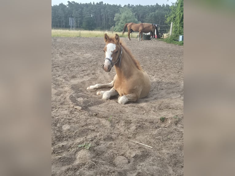 Duitse rijpony Hengst Veulen (04/2026) Vos in Kamern OT Rehberg