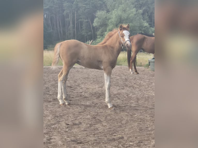 Duitse rijpony Hengst Veulen (04/2026) Vos in Kamern OT Rehberg