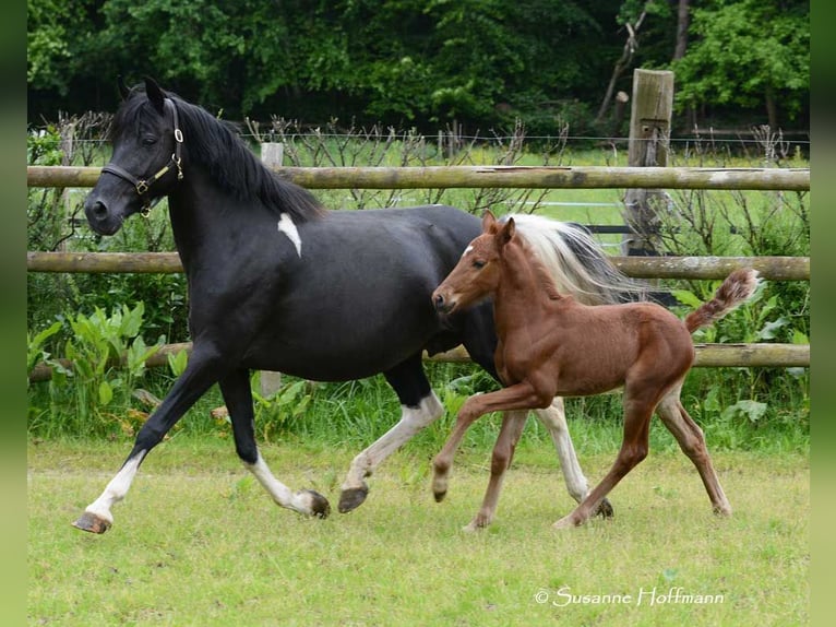 Duitse rijpony Hengst veulen (04/2024) Vos in Mörsdorf