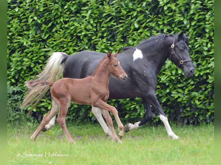 Duitse rijpony Hengst veulen (04/2024) Vos in Mörsdorf