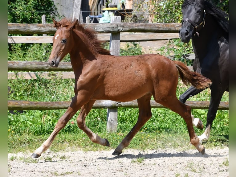 Duitse rijpony Hengst veulen (04/2024) Vos in Mörsdorf