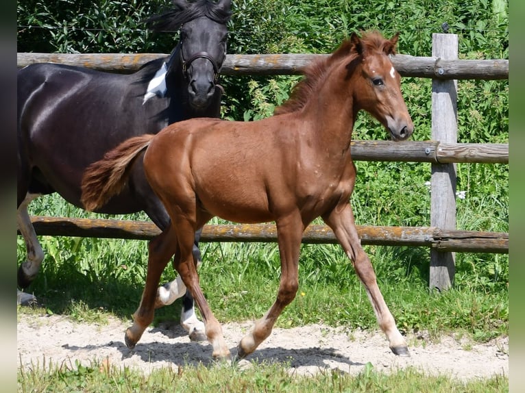 Duitse rijpony Hengst veulen (04/2024) Vos in Mörsdorf