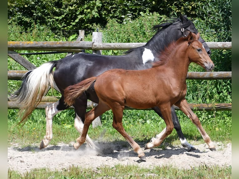 Duitse rijpony Hengst veulen (04/2024) Vos in Mörsdorf