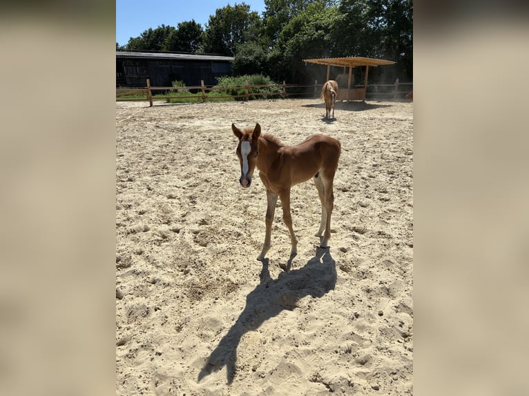 Duitse rijpony Hengst Veulen (06/2026) Vos in GyhumZeven