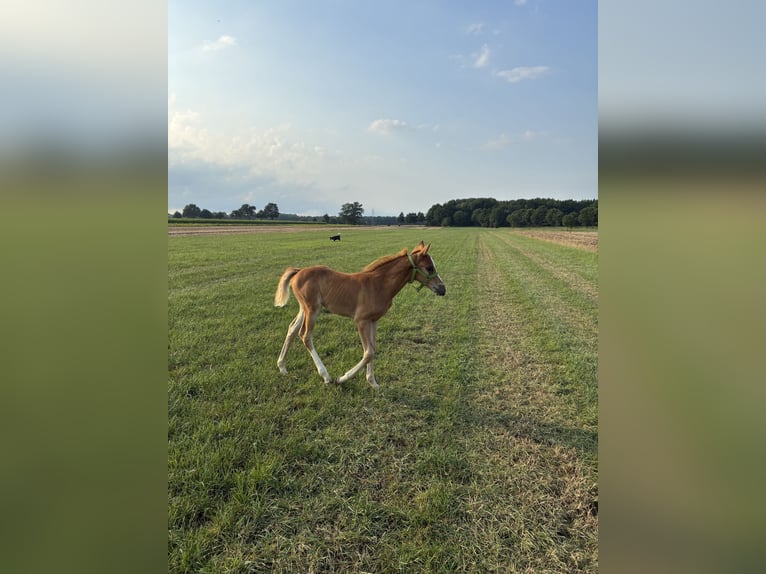 Duitse rijpony Hengst Veulen (06/2026) Vos in GyhumZeven
