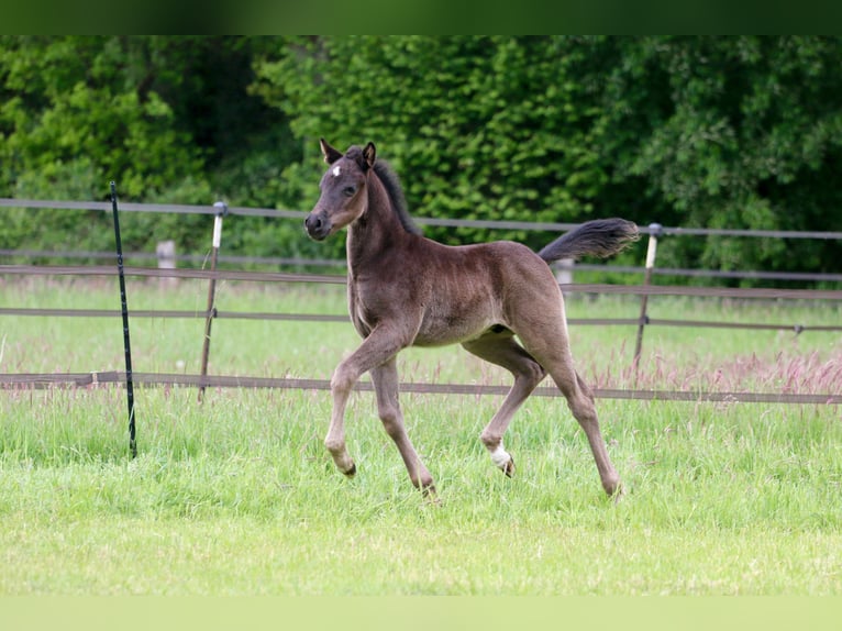Duitse rijpony Hengst Veulen (04/2026) Zwart in Wettringen