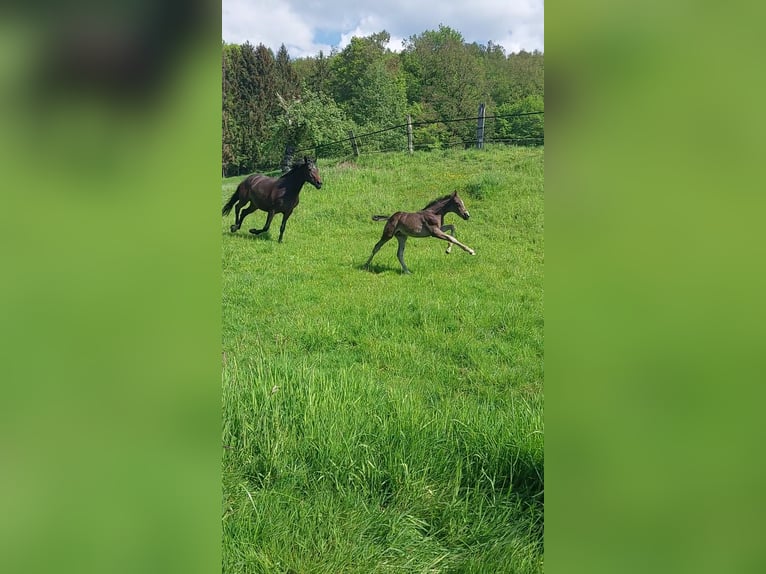 Duitse rijpony Mix Hengst veulen (03/2024) Zwart in Bodenfelde