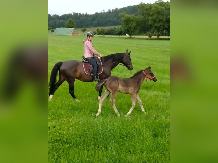 Duitse rijpony Mix Hengst veulen (03/2024) Zwart in Bodenfelde