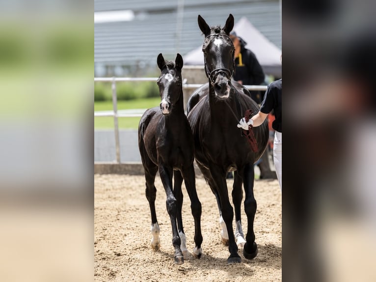 Duitse rijpony Hengst Veulen (03/2026) Zwart in Tannheim