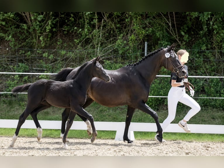 Duitse rijpony Hengst Veulen (03/2026) Zwart in Tannheim