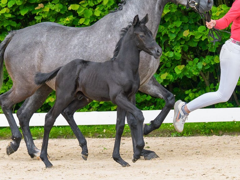 Duitse rijpony Hengst Veulen (05/2026) Zwart in Mnster-Handorf