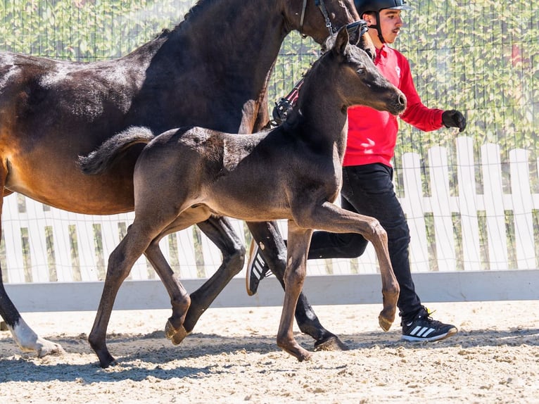 Duitse rijpony Hengst Veulen (03/2026) Zwart in Mnster-Handorf