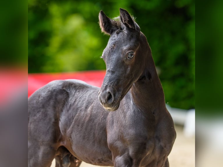 Duitse rijpony Hengst Veulen (05/2026) Zwart in Mnster-Handorf