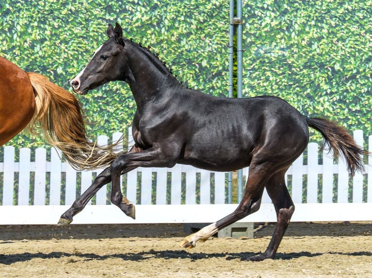 Duitse rijpony Hengst Veulen (03/2026) Zwart in Mnster-Handorf