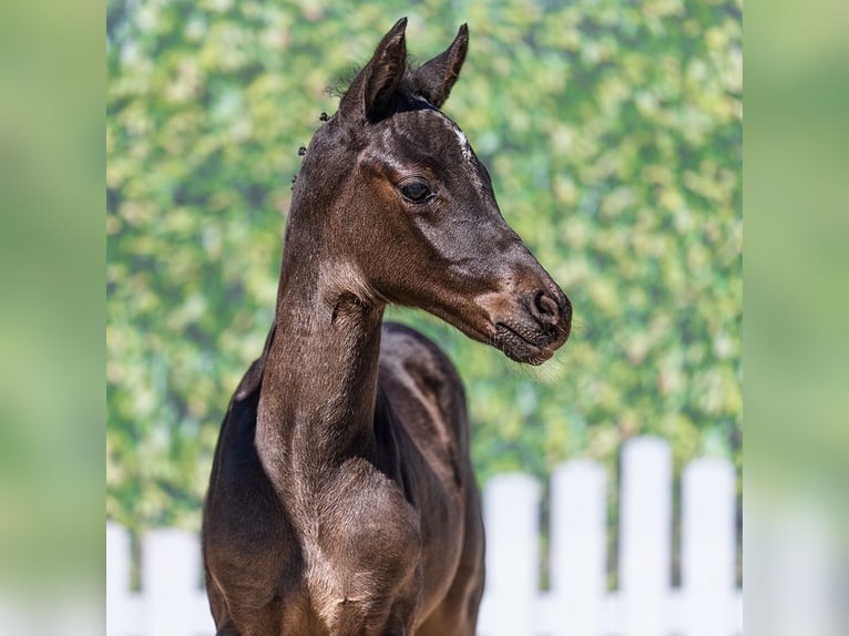 Duitse rijpony Hengst Veulen (03/2026) Zwart in Mnster-Handorf