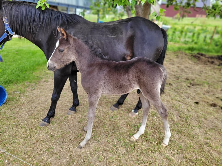 Duitse rijpony Hengst  Zwart in Reichenbach/Vogtland