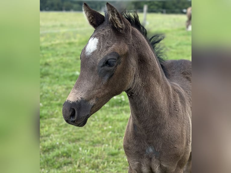 Duitse rijpony Hengst Veulen (04/2026) Zwart in Marienheide