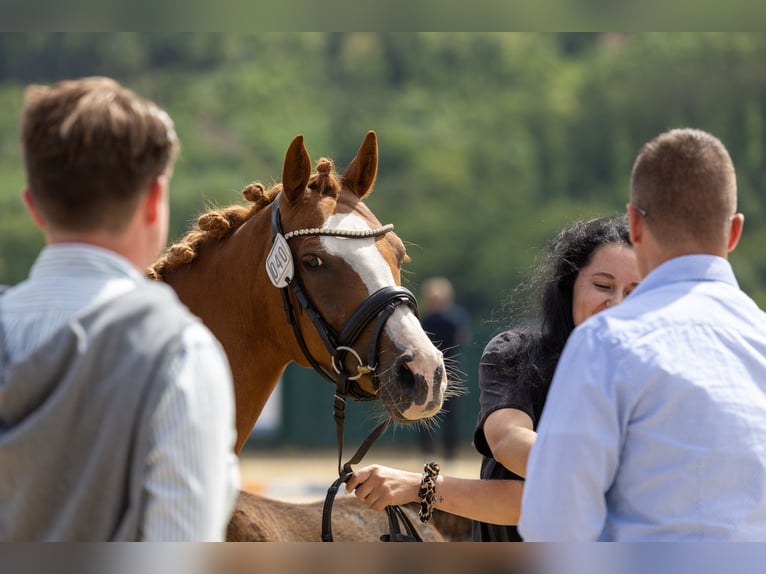 Duitse rijpony Hengst Veulen (04/2026) Zwart in Marienheide