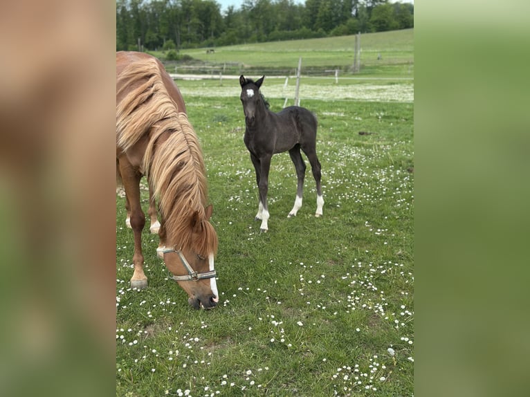 Duitse rijpony Hengst Veulen (04/2026) Zwart in Marienheide