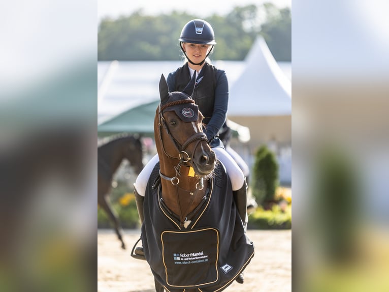 Duitse rijpony Hengst Vos in Coesfeld