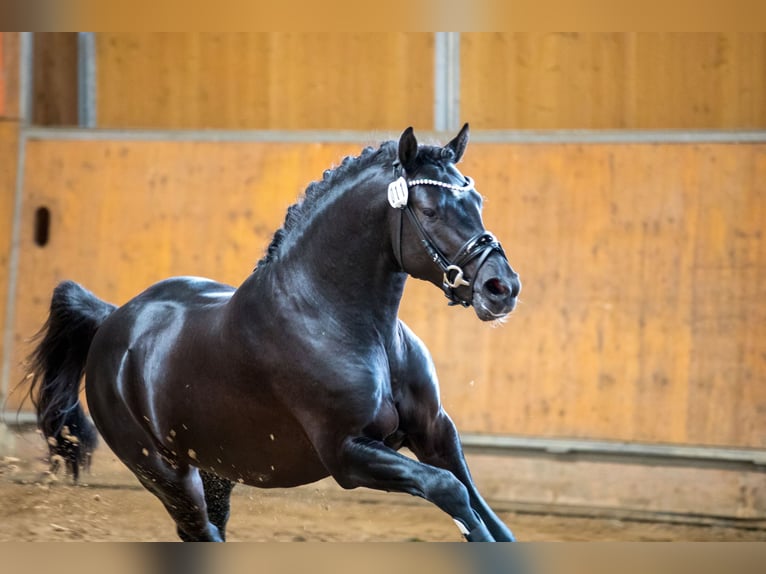 Duitse rijpony Hengst Zwart in Ahrensburg