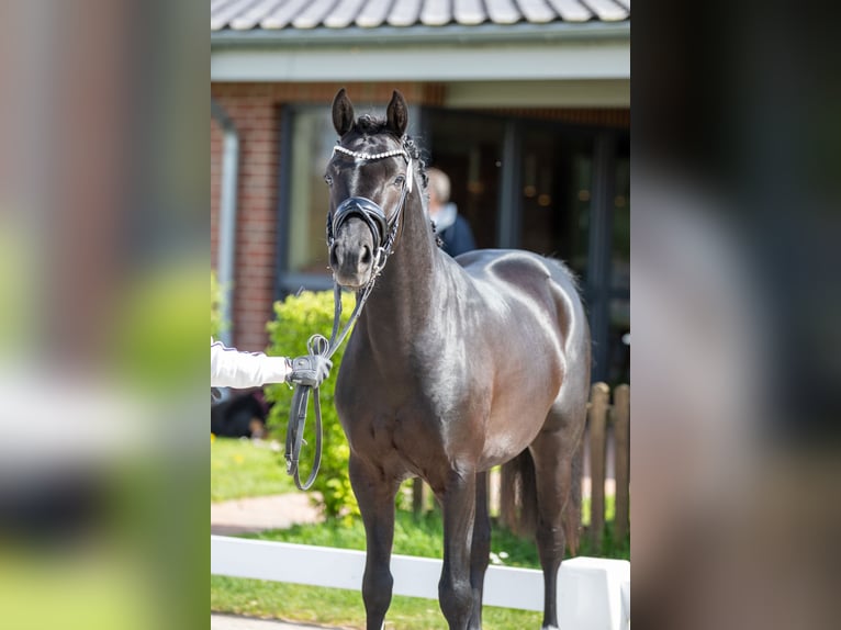 Duitse rijpony Hengst Zwart in Ahrensburg