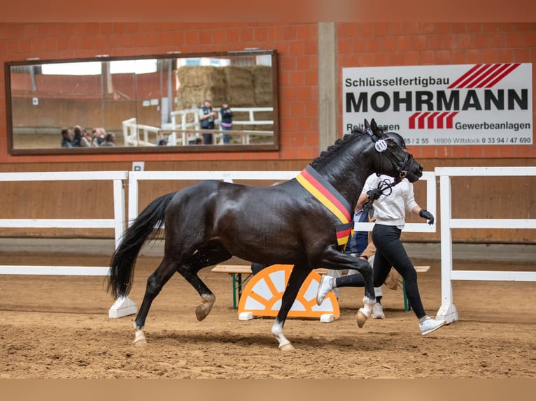 Duitse rijpony Hengst Zwart in Ahrensburg