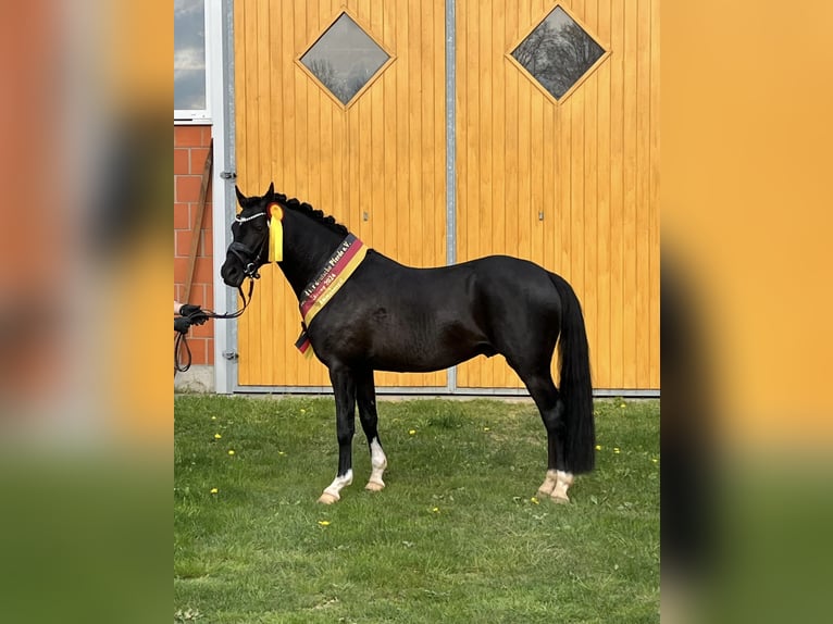 Duitse rijpony Hengst Zwart in Ahrensburg